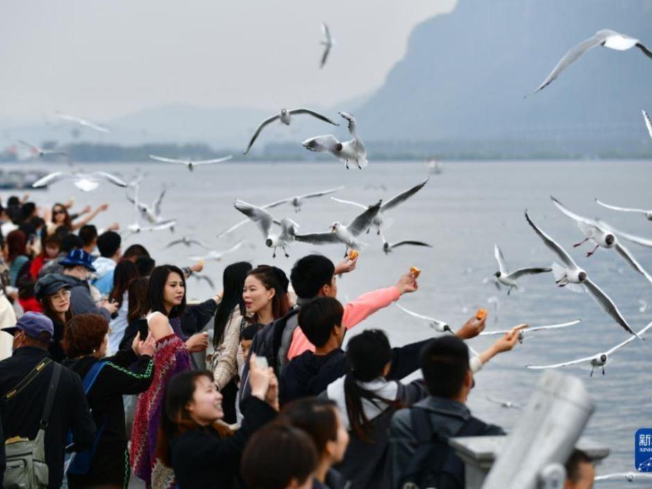 Bandar Kunming: Jumpa Lagi, Burung Hijrah