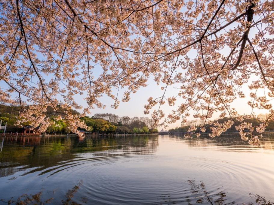 Bunga Sakura Berkembang Mekar