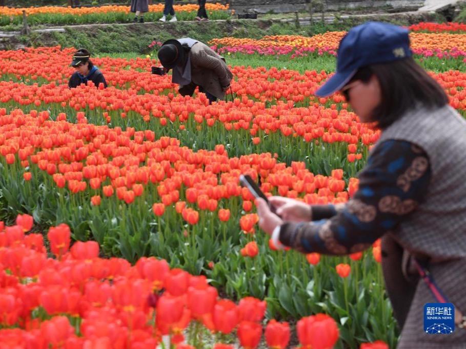 美しく咲くチューリップが地元の経済を活性化　浙江省