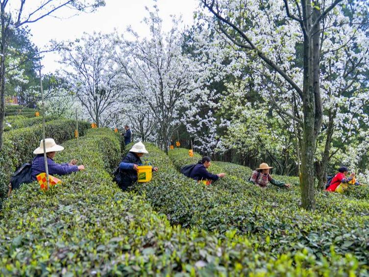 春になり芽吹くお茶の木　茶摘みで大忙しの農家　重慶