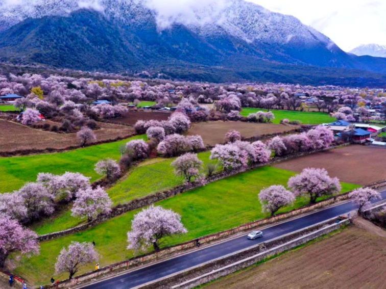 西蔵・林芝「雪エリアの江南」に春の訪れ　桃の花で農村振興