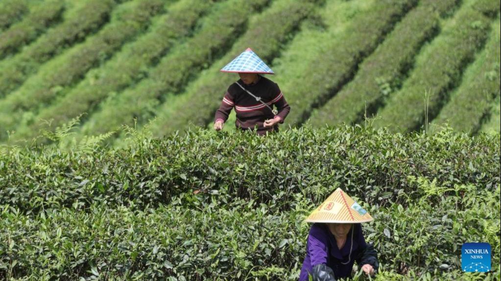 برداشت چای در جنوب غربی چینا