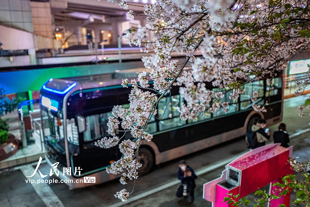 زیباترین ایستگاه شکوفه های گیلاس