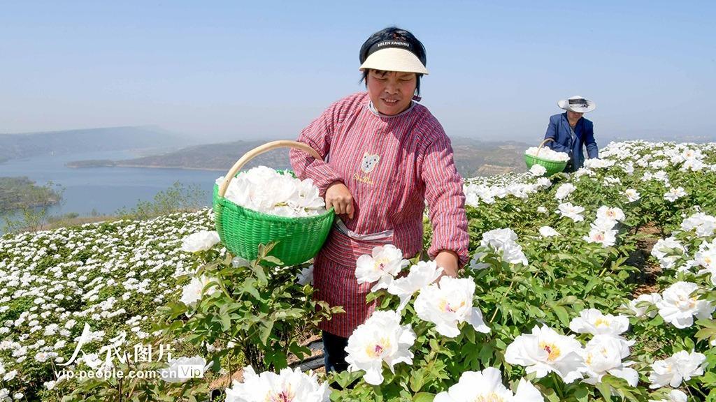 برداشت گل صدتومانی در لوئو یانگ