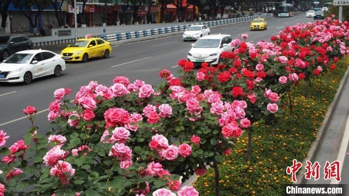 گل های رز در شهر چونگ‌چینگ