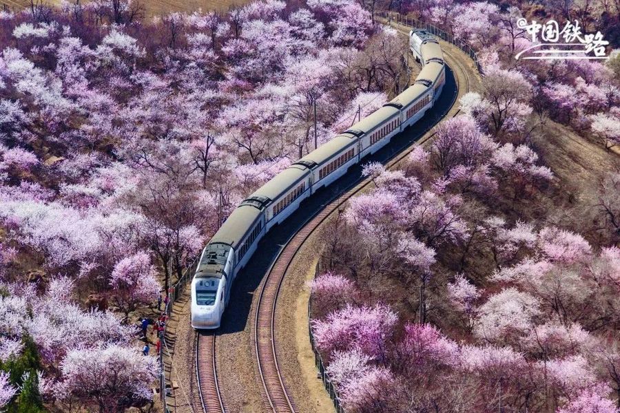 قطارسواری در میان شکوفه‌ها