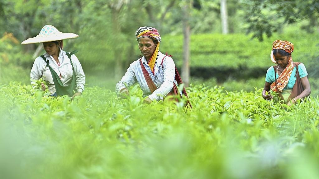 برداشت چای توسط کشاورزان هند