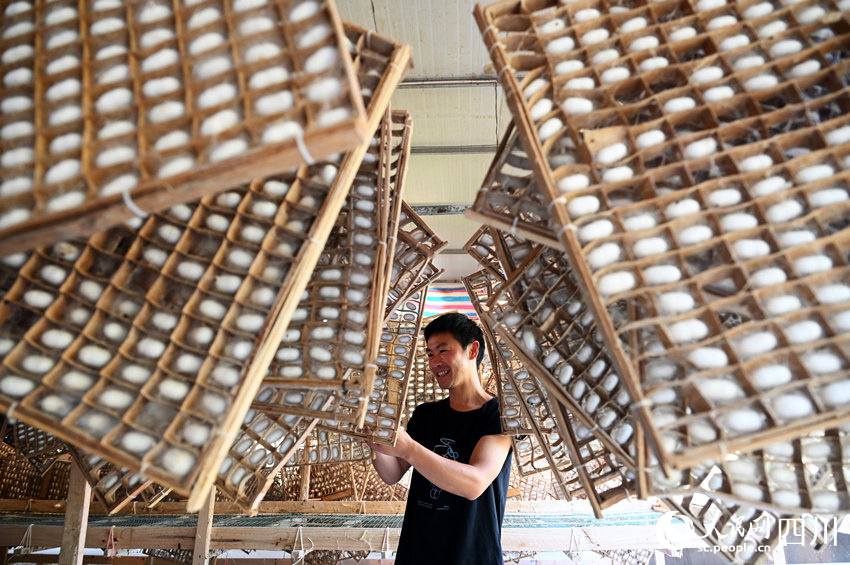 جمع کردن پیله های ابریشم در «دونگ شینگ»