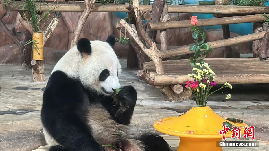 Adik-Beradik Panda Gergasi Sambut Hari Jadi