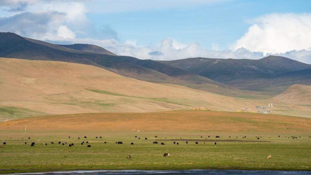 तिब्बतको छोमैको सुन्दर घाँसेमैदान
