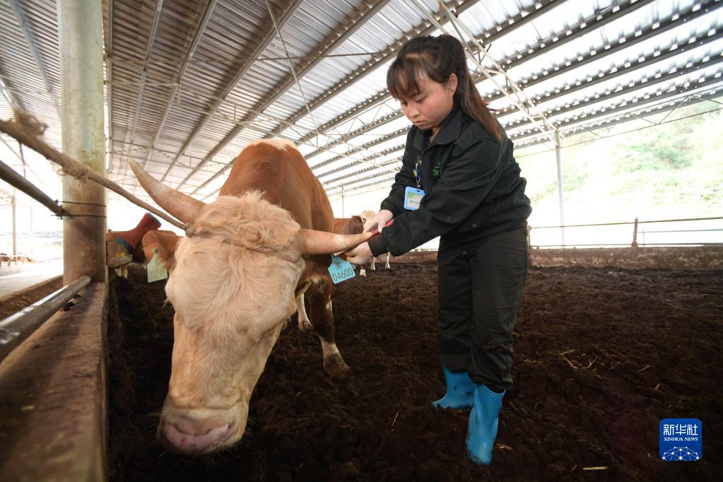 Penternakan Lembu Bermodelkan Rantai Industri Lengkap