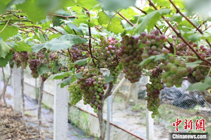 Tuaian Anggur Lumayan, Pendapatan Petani Meningkat