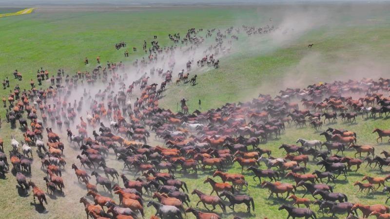 تاختن هزاران اسب ییلی در دشت های جائوسو، شین جیانگا