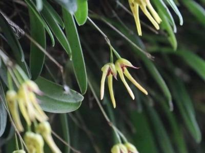 中国四川省でラン科植物の新種を発見