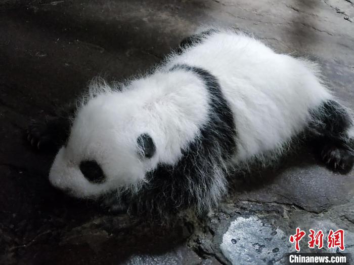 Bayi Panda Gergasi Sebulan Tampil di Khalayak Ramai
