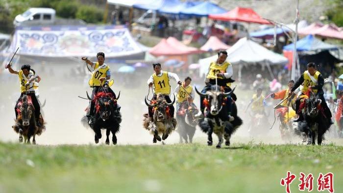 तिब्बतमा चौँरी गाई प्रतियोगिताबाट शोटोन पर्व