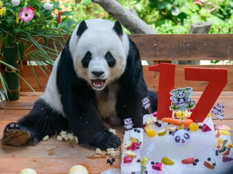 Pasangan Panda China Sambut Hari Jadi Ke-17 Di Malaysia