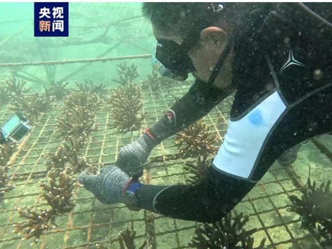 広西の沖合いでボランティア100人がサンゴを移殖