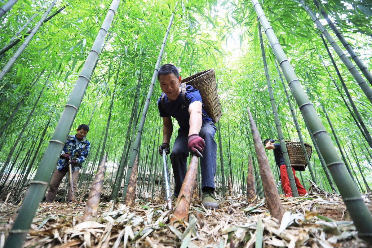 Αγρότες κόβουν βλαστάρια μπαμπού στο χωριό Λιενχουά του Τσισούι στην επαρχία Γκουιτζόου,  στις 8 Οκτωβρίου 2023. [Φωτογραφία/Xinhua]