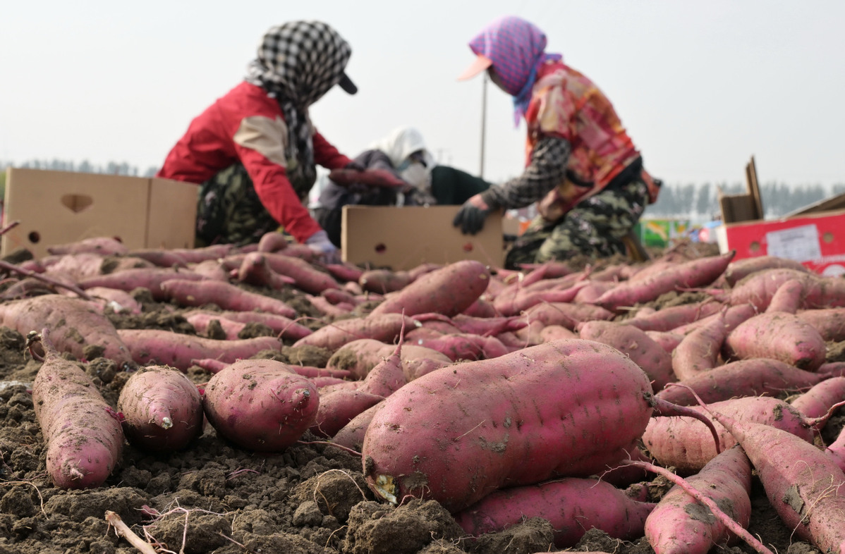 Αγρότες μαζεύουν γλυκοπατάτες [Φωτογραφία/Xinhua]