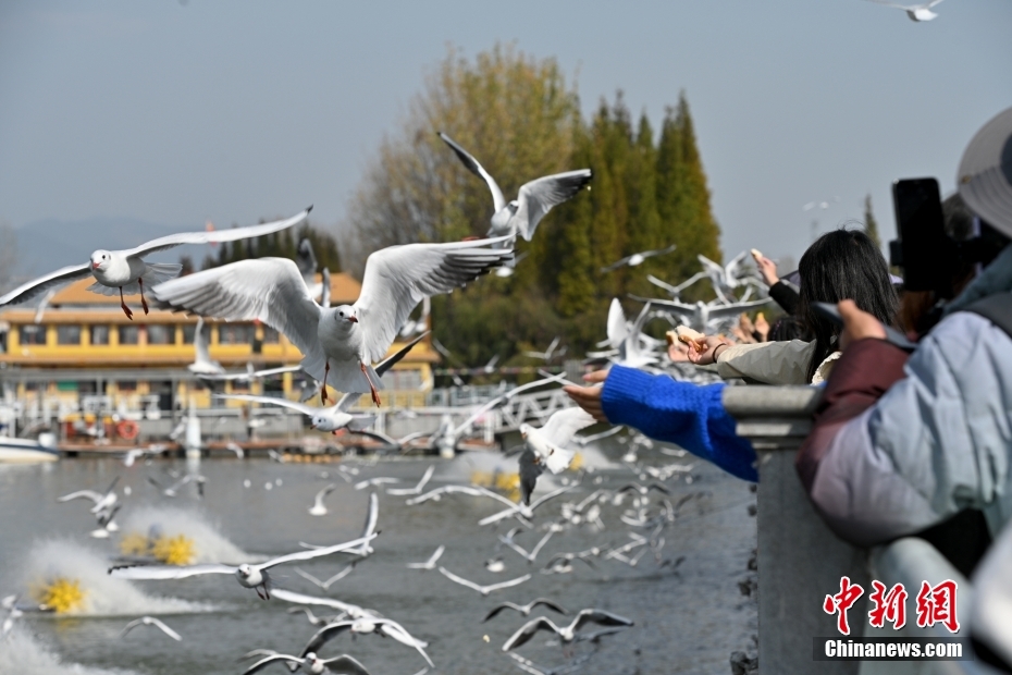 Burung Camar Hijrah ke Kunming, Musim Perhatikan Burung Bermula