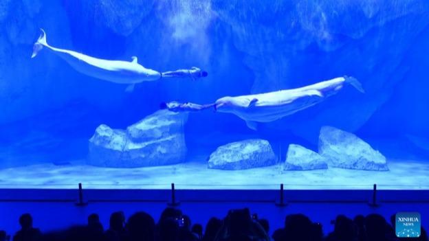 هنرنمایی نهنگ‌های بلوگا را ببینیدا