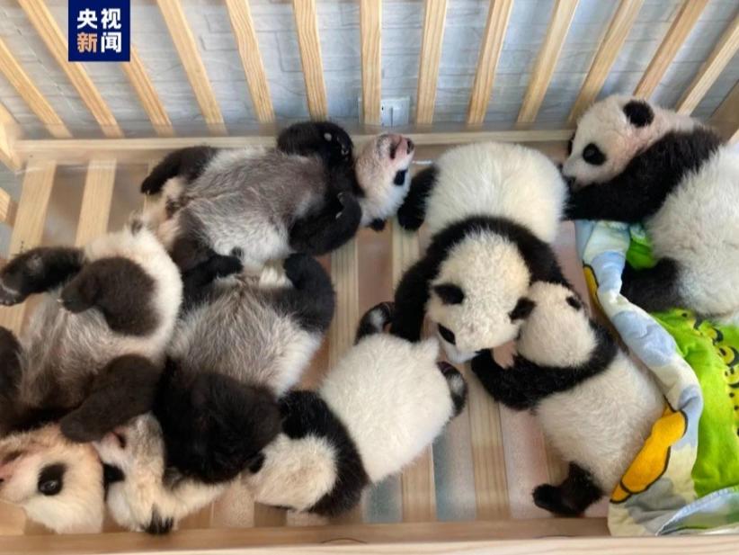 今年 秦嶺ジャイアントパンダ研究センターに7頭の赤ちゃんパンダが誕生