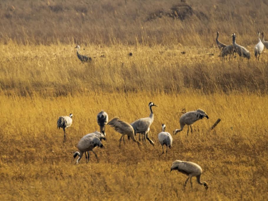 Taman Tanah Paya Jadi Tempat Habitat Burung Hijrah di Utara Beijing