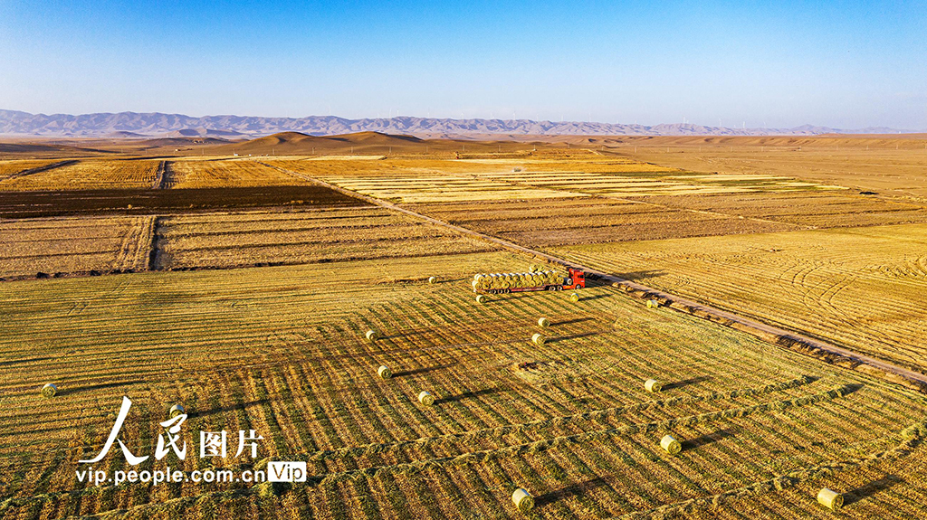 Rumput Ternak Dituai di Gansu