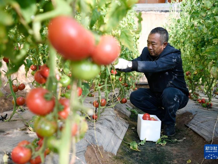 Penuaian Tomato yang Makmur di Ningxia