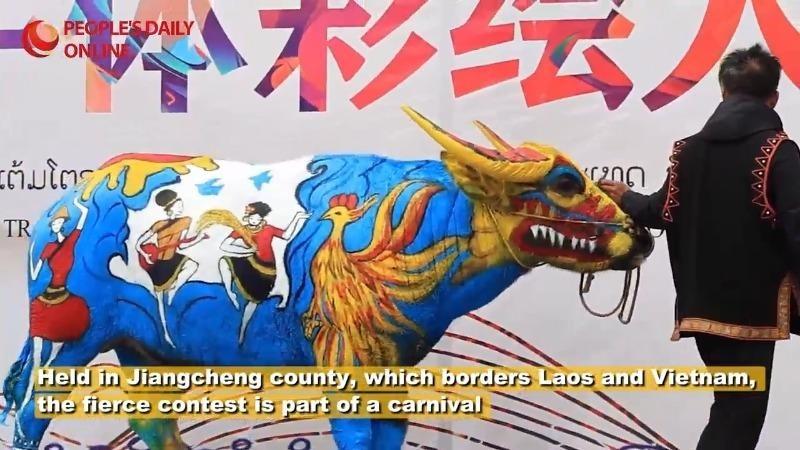 ویدئو| برگزاری مسابقه نقاشی روی گاو در استان «یون‌نان»ا