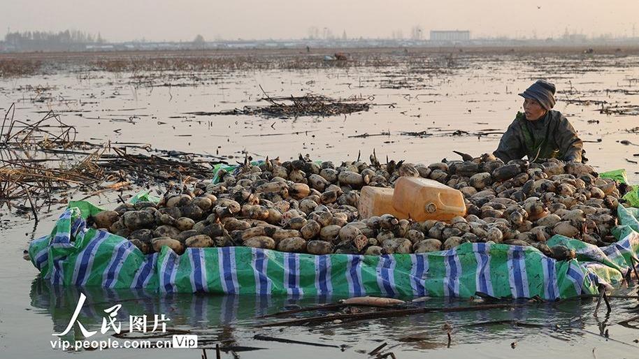 برداشت ریشه نیلوفر آبی در شرق چین