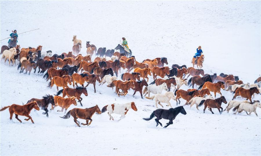 تاخت و تاز سوارکاران و اسب هایشان در میان برف