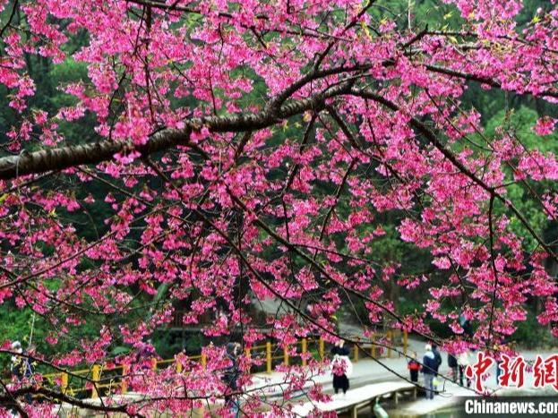Terpikat Keindahan Bunga Sakura