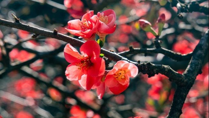 زیبایی شکوفه های به روی شاخه درختان در پارک معبد تان هوا