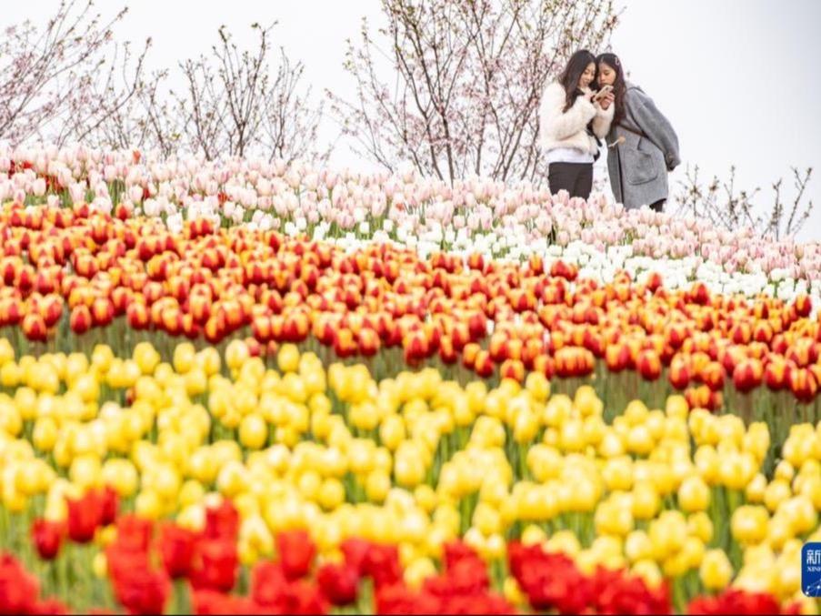 Bunga Tulip Bermekaran di Chongqing