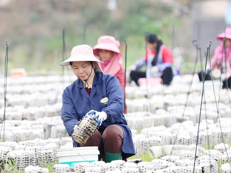 Cendawan Telinga Kera Jadi Sumber Rezeki Petani di Guangxi