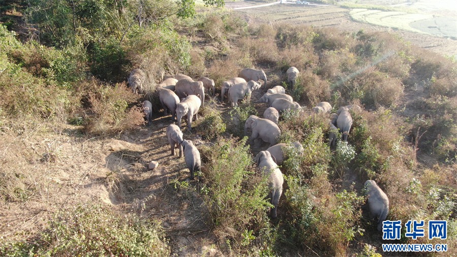 فیل های آسیایی در «دا شو جیائو»