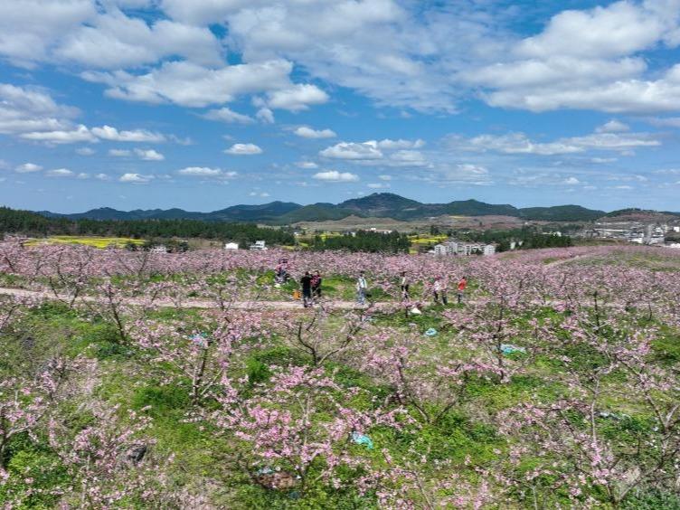 Penduduk Nikmati Pemandangan Indah pada Musim Bunga