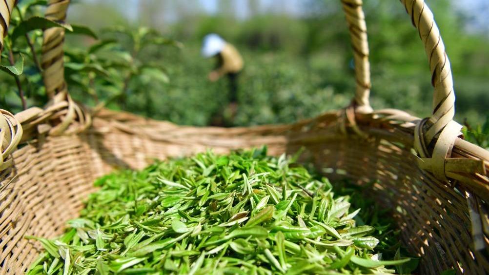 فصل برداشت در باغات چای شرق چین به روایت تصاویرا