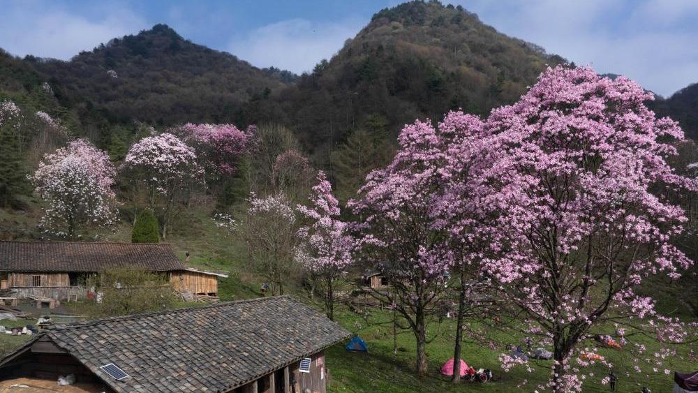 زیبایی چشم‌نواز شکوفه‌های ماگنولیا در استان «سی‌چوان» + تصاویر