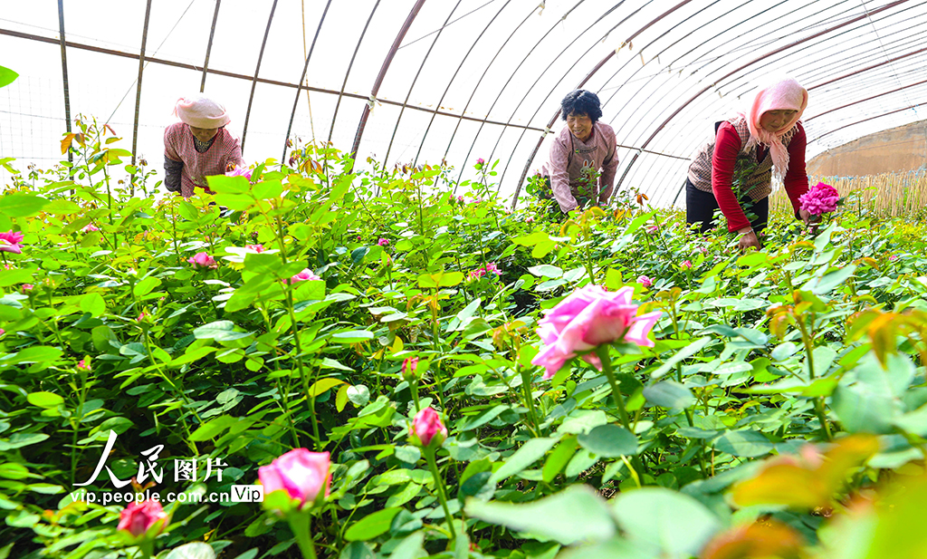 Industri Hortikultur Berkembang Cepat di Pekan Nijiaying