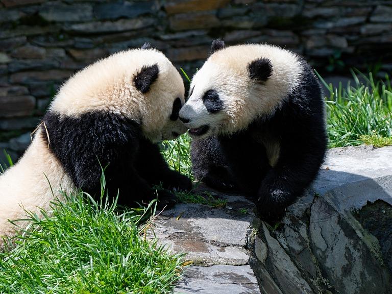 Panda Comel di Sichuan