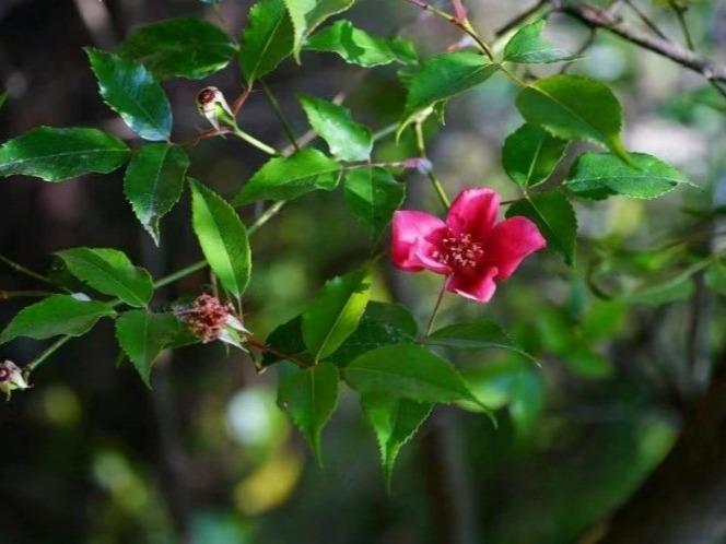 絶滅寸前の植物「亮葉月季」 貴州省で発見