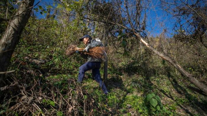 کشف جنگل درختان در معرض خطر در جنوب غربی چینا