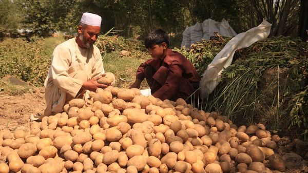 برداشت سیب زمینی در گذره افغانستان