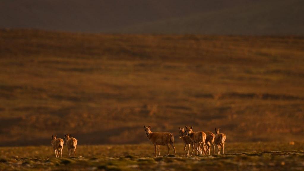 Kawanan Antelope Hijrah ke Tasik Zhuonai untuk Pembiakan