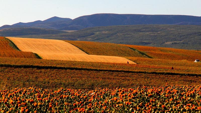 Bunga Safflower Bermekaran di Tacheng, Xinjiang