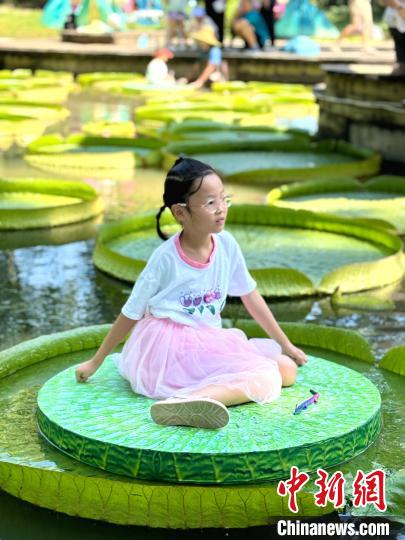 “Raja Teratai” Yang Boleh Tampung Kanak-Kanak