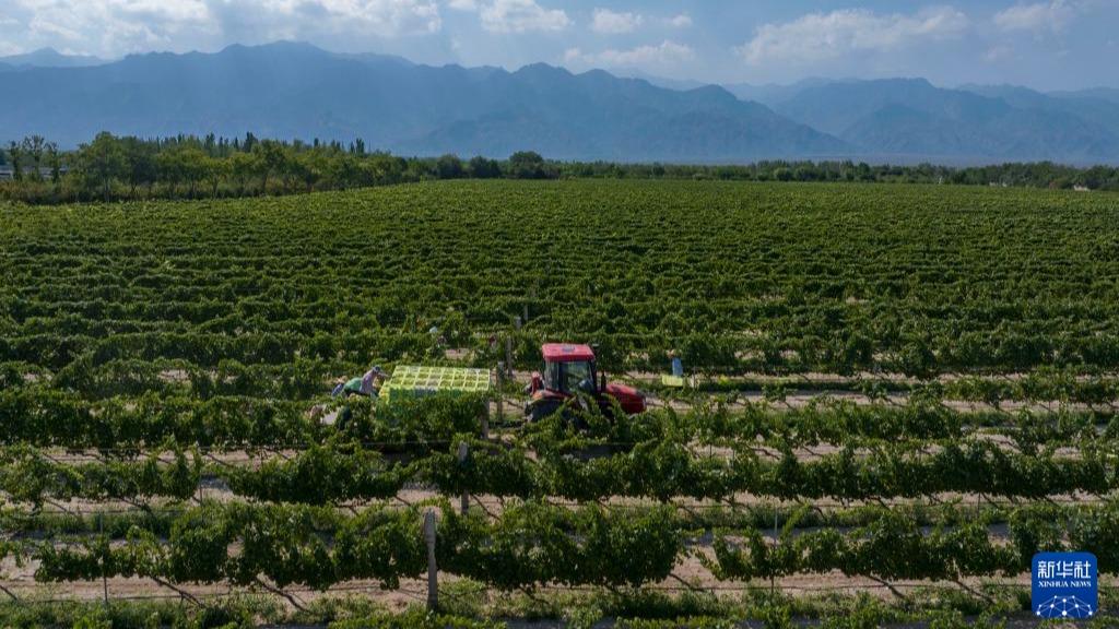 Petani di Ningxia Sibuk Petik Anggur